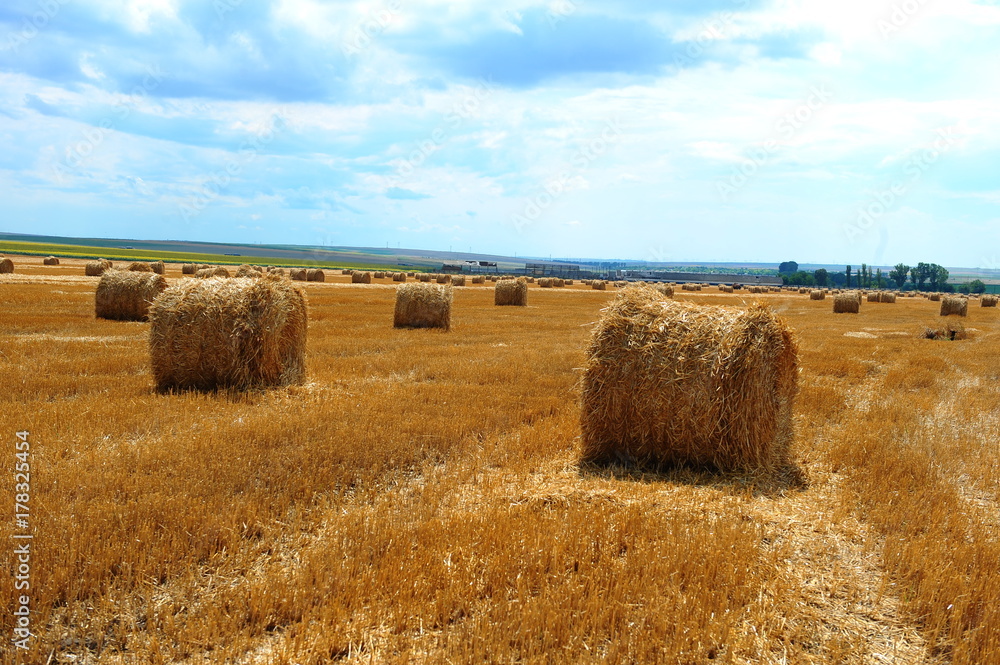 Fototapeta premium Large round straw bales on the field in a sunny day