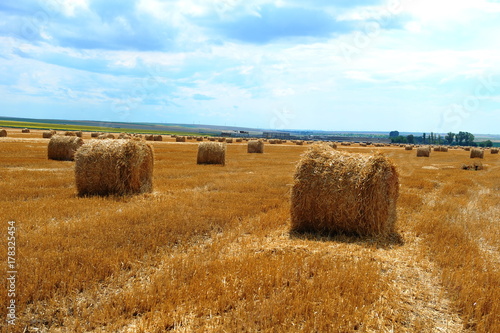 Large round straw bales on the field in a sunny day