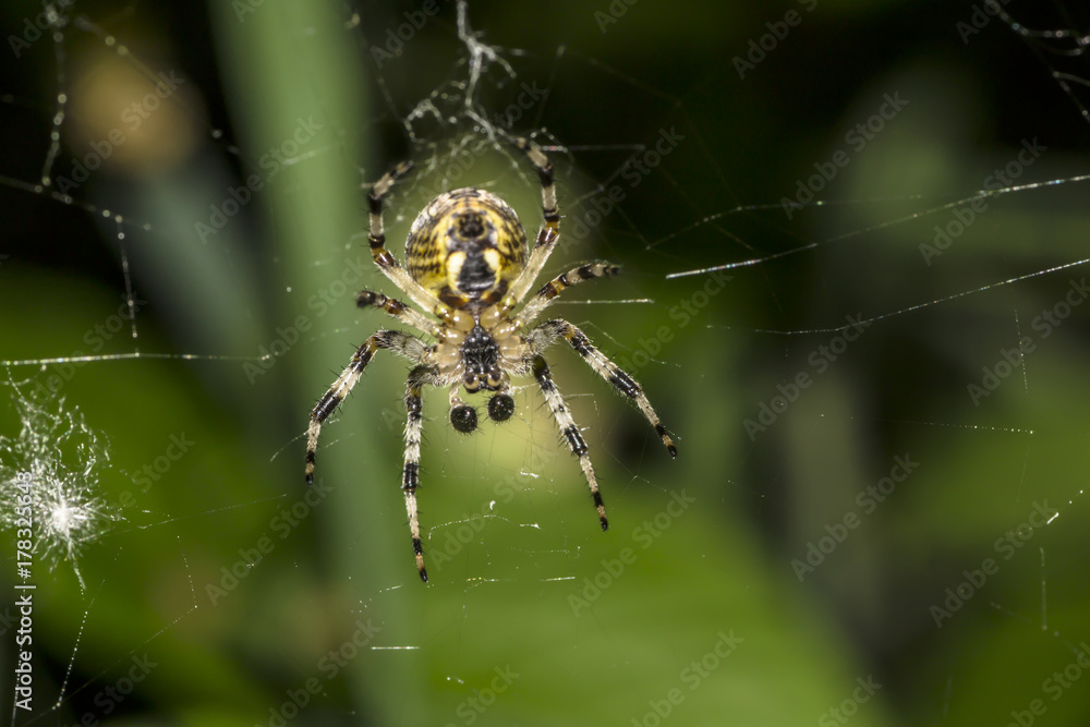 Spider on a spider web close-up Spider on a spider web close-up