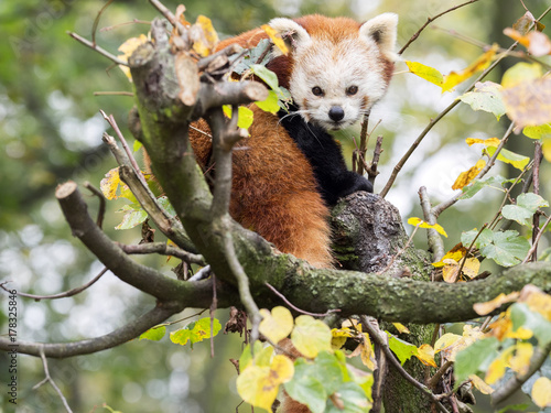 Fototapeta Naklejka Na Ścianę i Meble -  The red panda, Ailurus fulgens, is fed bamboo