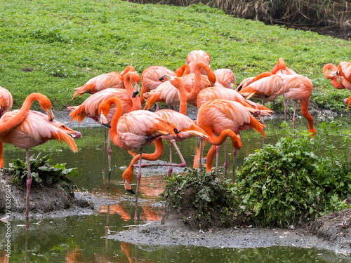 a flock of beautifully red Phoenicopterus ruber, Greater Flamingo