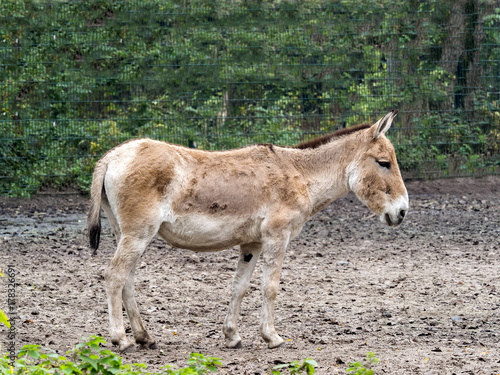 the rare wild donkey Turkmenian kulan  Equus hemionus kulan