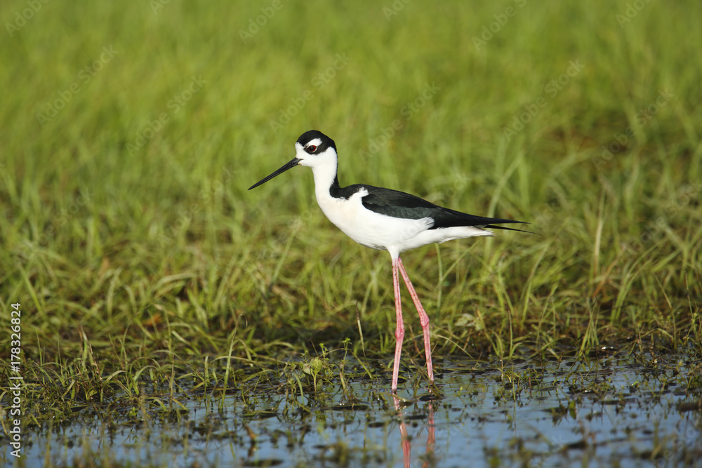 Black-necked Stilt Black-necked Stilt