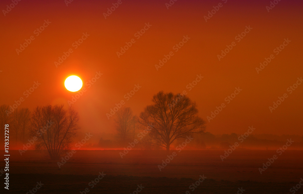 sharp blade of the sun rising over the misty trees
