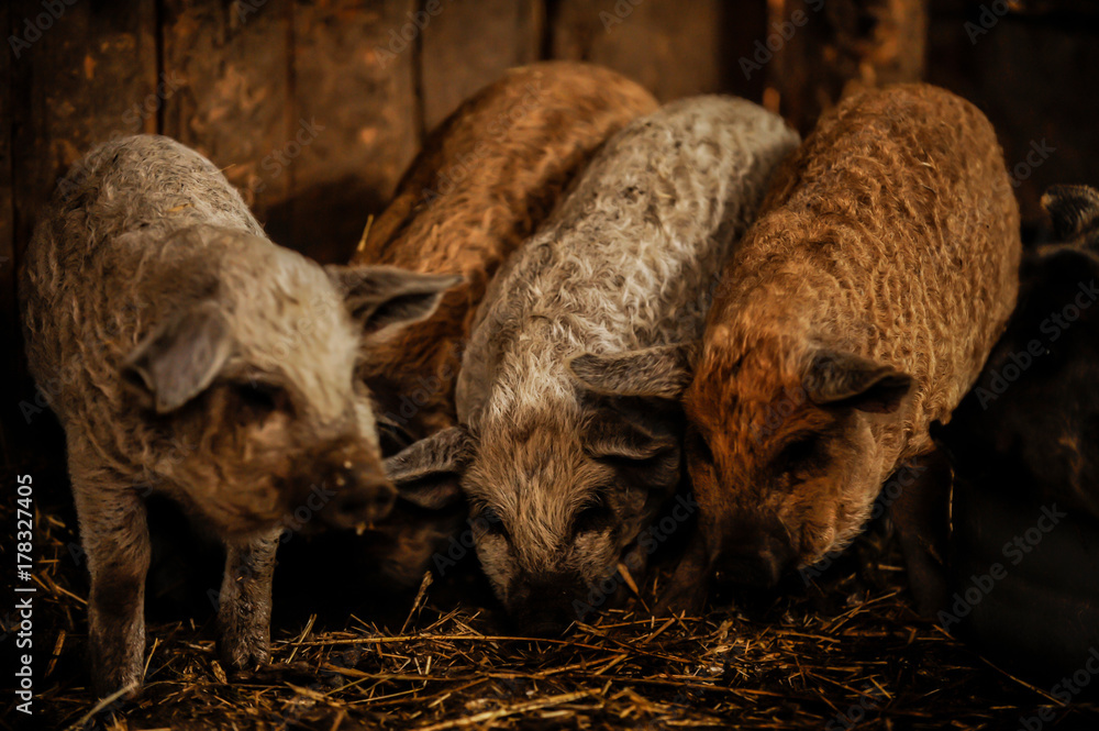 Little pigs of the Hungarian Mangalci breed are not afraid of the cold