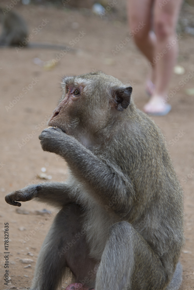 A wild rhesus monkey eats a banana.. A wild rhesus monkey eats a banana..