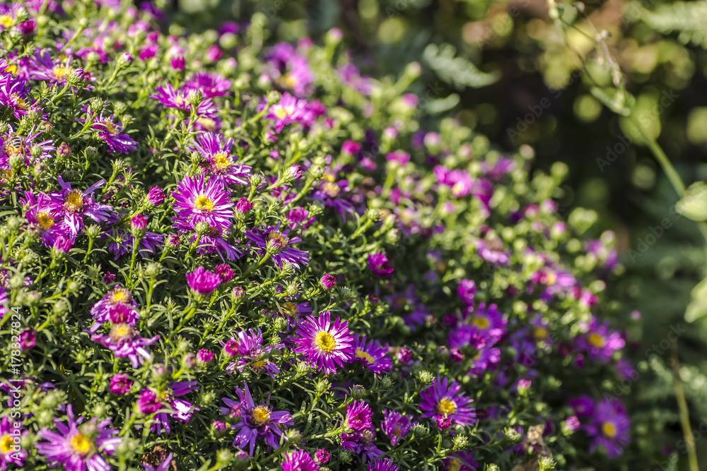 a bush of blooming purple asters a bush of blooming purple asters