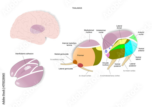 The thalamus, an inner part of the brain, and its main nuclei photo