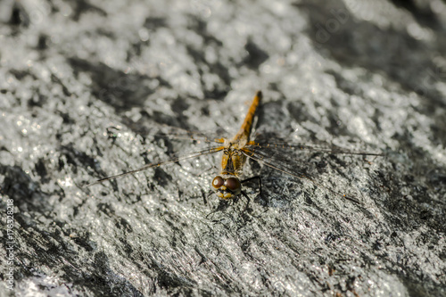 dragonfly sits on a gray stone