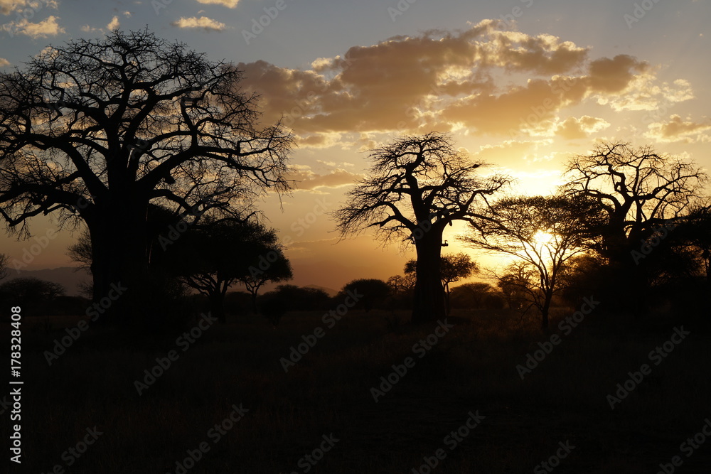 Safari Tarangire Nationalpark Tansania