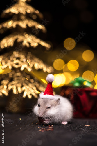 Cute hamster with santa hat on bsckground with christmas lights. photo