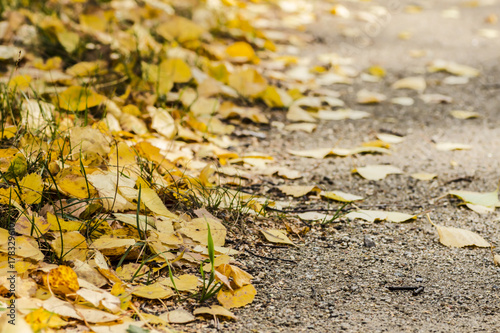 yellow fallen leaves lie along the road