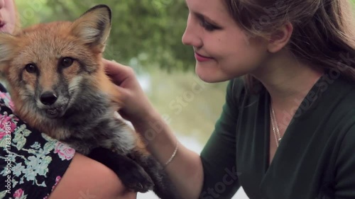 Woman touches and caresses tame fox carefully background of greenery. Surprised lady gently caresses a wild animal that sits in hands of breeder.
