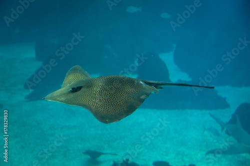 Devil Fish inside Blue Aquarium Tank photo