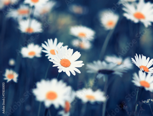 beautiful summer field with white delicate flowers daisies