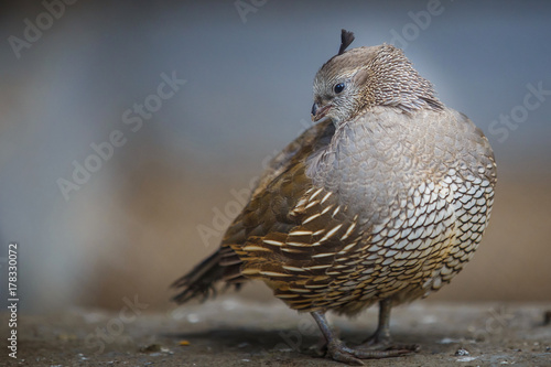 partridge