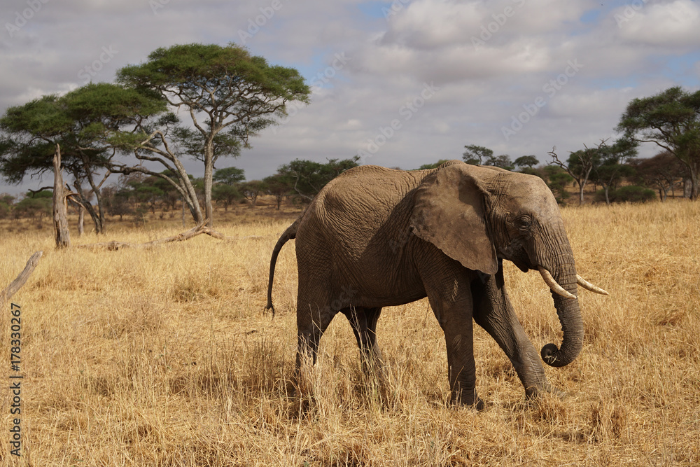 Fototapeta premium Safari Tarangire National Park Tanzania