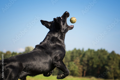 Black dog in the park at sunny day.