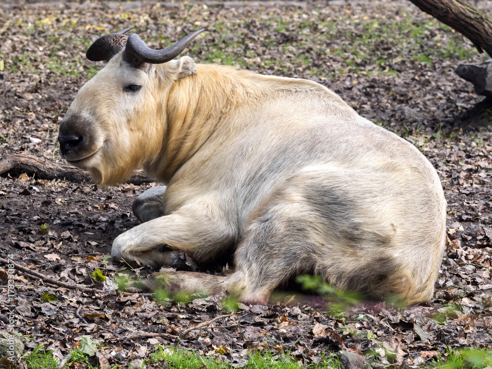 Golden Takin, Budorcas t. bedfordi, is a very rare animal Golden Takin, Budorcas t. bedfordi, is a very rare animal