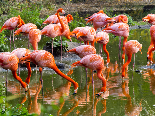 a flock of beautifully red Phoenicopterus ruber  Greater Flamingo