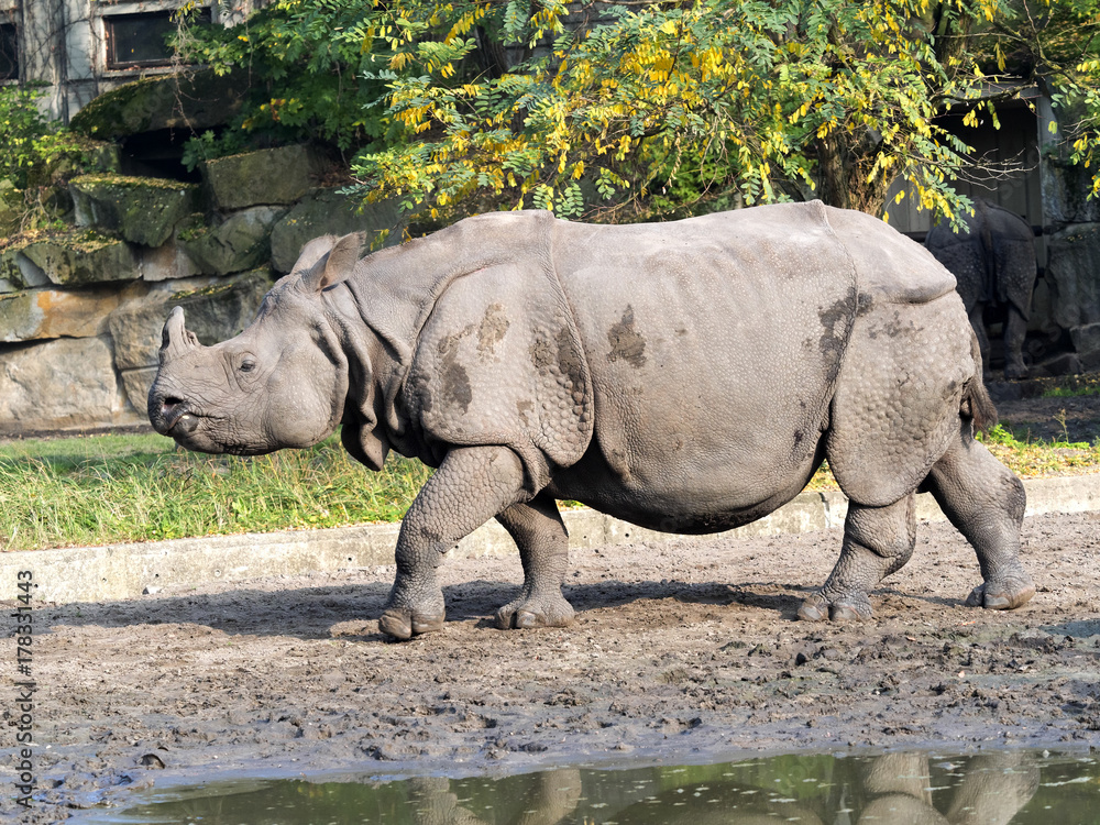Fototapeta premium Indian rhinoceros, Rhinoceros unicornis, adult female