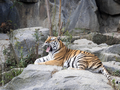 Amur Tiger, Panthera tigris altaica, lying on stone yawns