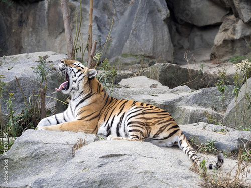 Amur Tiger, Panthera tigris altaica, lying on stone yawns