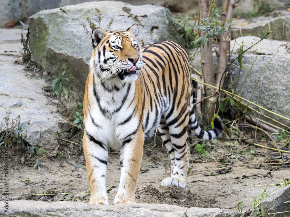 Fototapeta premium Amur Tiger, Panthera tigris altaica, standing in a stony habitat