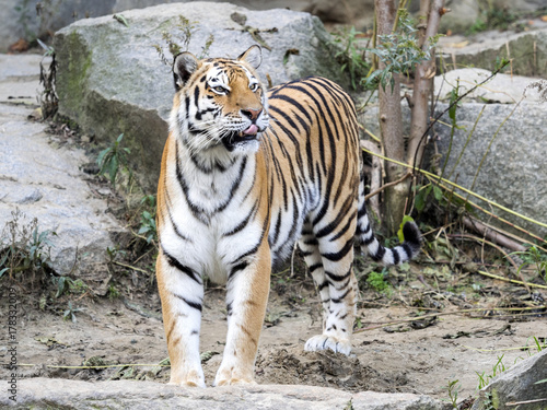Fototapeta Naklejka Na Ścianę i Meble -  Amur Tiger, Panthera tigris altaica, standing in a stony habitat