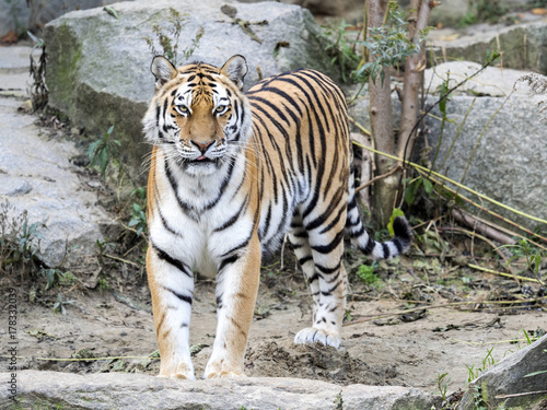 Fototapeta Naklejka Na Ścianę i Meble -  Amur Tiger, Panthera tigris altaica, licks in a stony habitat