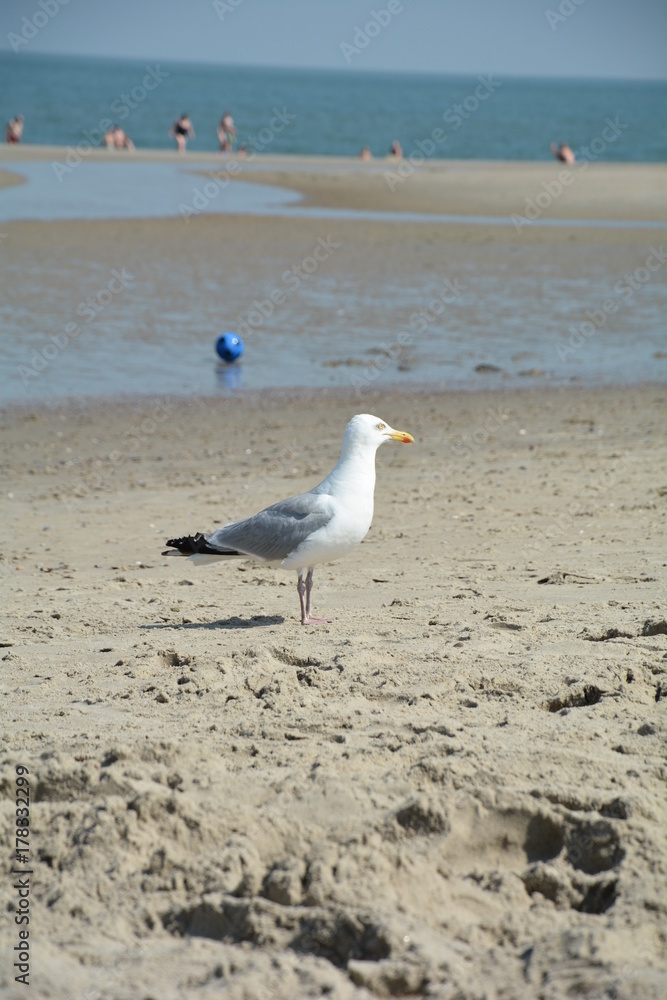 Möwe steht am Sandstrand mit Meer und unscharfe Personen im Hintergrund Möwe steht am Sandstrand mit Meer und unscharfe Personen im Hintergrund