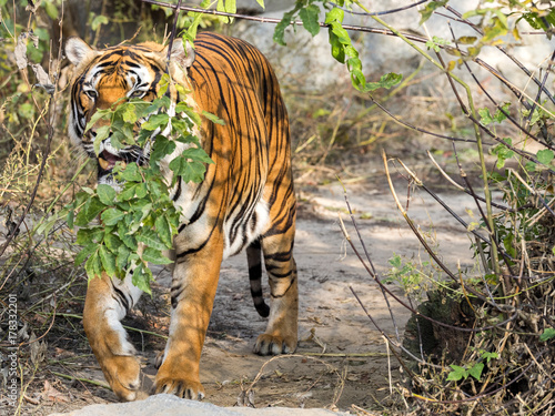Fototapeta Naklejka Na Ścianę i Meble -  adult male Indochinese tiger, Panthera tigris corbetti, hidden in the bushes watching the surroundings