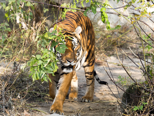 Fototapeta Naklejka Na Ścianę i Meble -  adult male Indochinese tiger, Panthera tigris corbetti, hidden in the bushes watching the surroundings