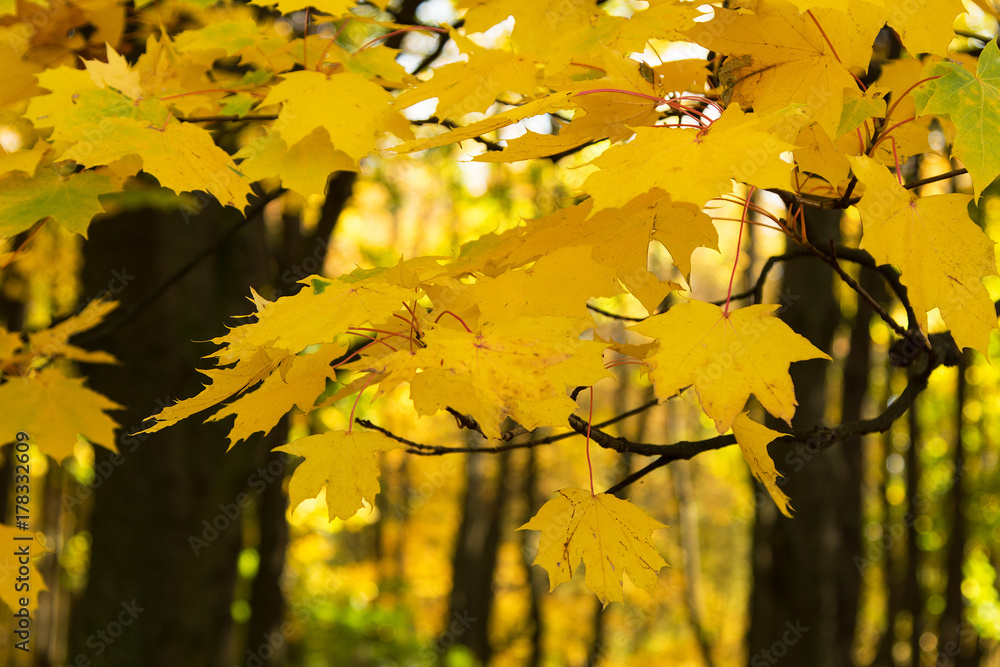 yellow, autumn leaves on the tree in close-up and background blurry trees - very moody yellow, autumn leaves on the tree in close-up and background blurry trees - very moody