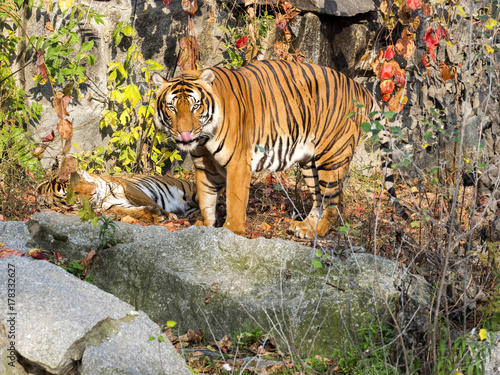 Fototapeta Naklejka Na Ścianę i Meble -  adult male Indochinese tiger, Panthera tigris corbetti, hidden in the bushes watching the surroundings