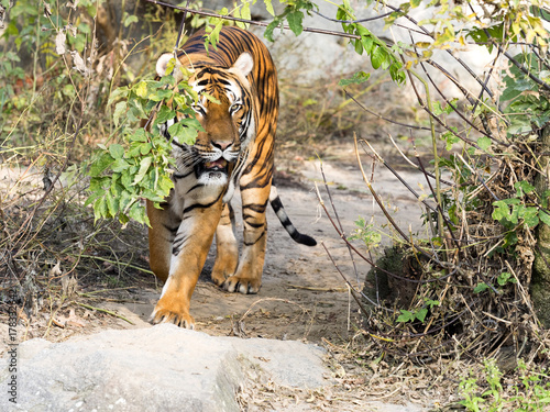 Fototapeta Naklejka Na Ścianę i Meble -  adult male Indochinese tiger, Panthera tigris corbetti, hidden in the bushes watching the surroundings