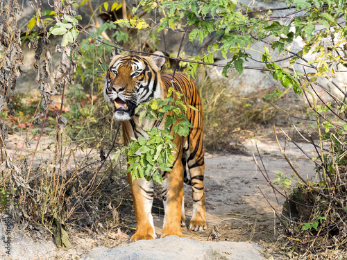 Fototapeta Naklejka Na Ścianę i Meble -  adult male Indochinese tiger, Panthera tigris corbetti, hidden in the bushes watching the surroundings