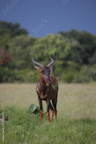 Wild Tsessebe Antelope in African Botswana savannah