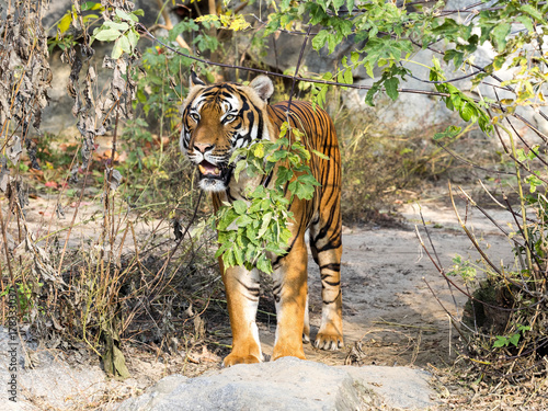 Fototapeta Naklejka Na Ścianę i Meble -  adult male Indochinese tiger, Panthera tigris corbetti, hidden in the bushes watching the surroundings