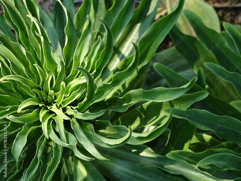 Obraz premium Grünzeug