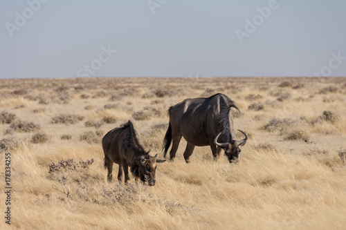 Wildebeest Grazing - Etosha National Park - 2017