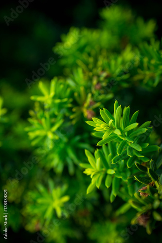 Taxus  Yew tree  in the garden. Selective focus. Shallow depth of field.