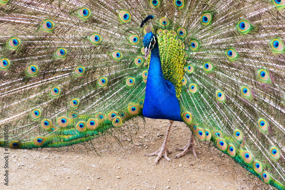 Obraz premium Beautiful indian blue peafowl male showing bright colorful feathers