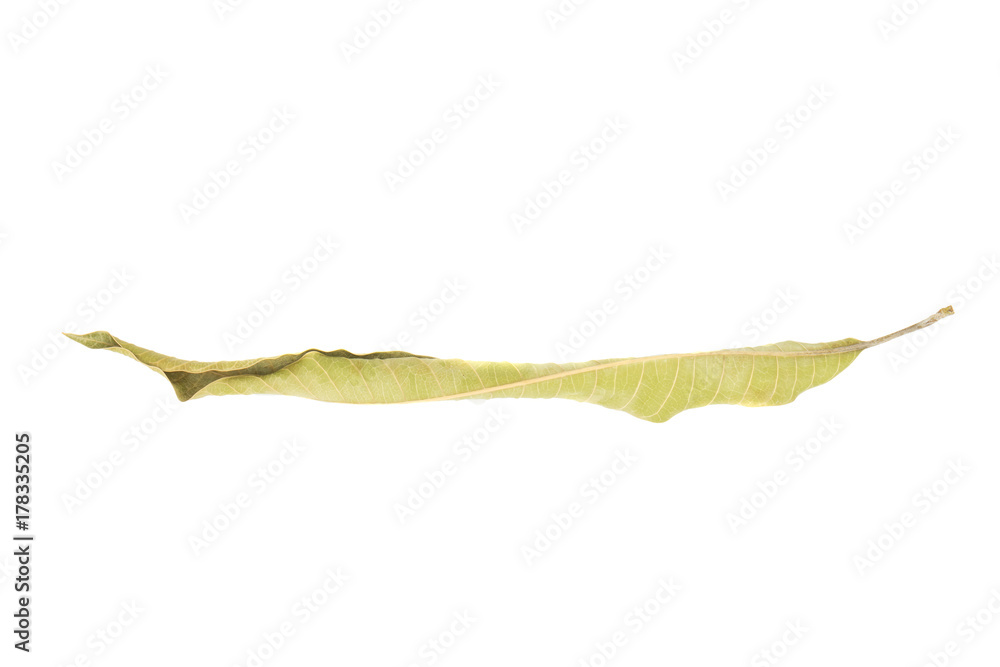 dried mango leaf isolated on white background dried mango leaf isolated on white background