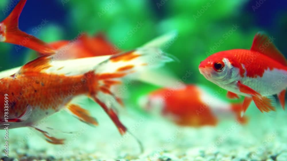 Yellow and Red Goldfish Swimming In Aquarium Yellow and Red Goldfish Swimming In Aquarium