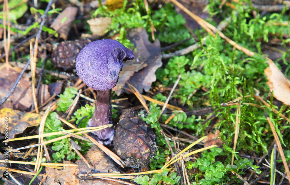 Mushrooms in the wood Mushrooms in the wood