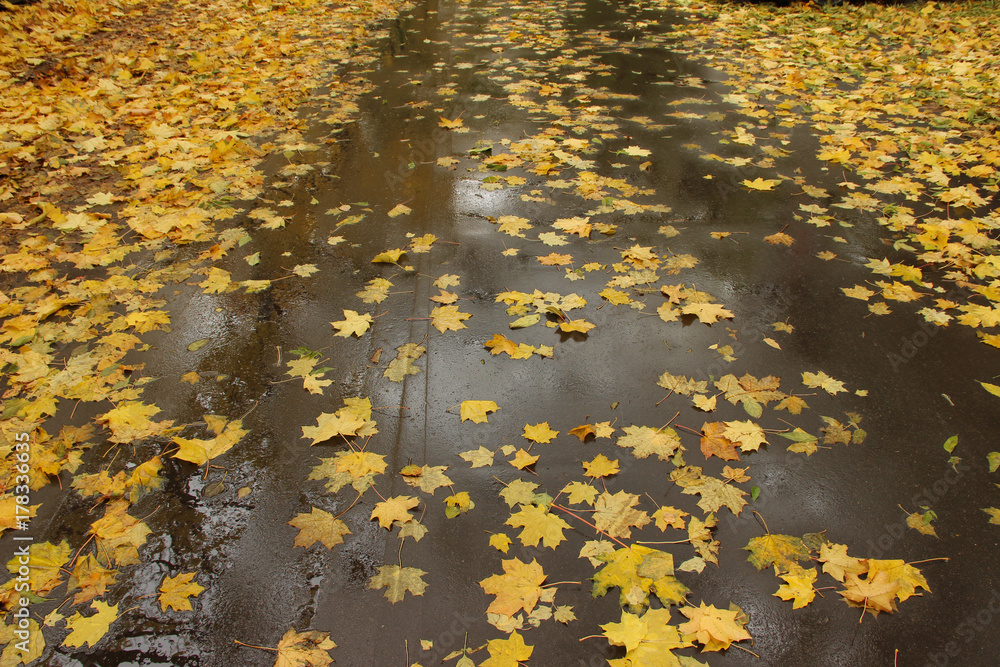 leaves leaves