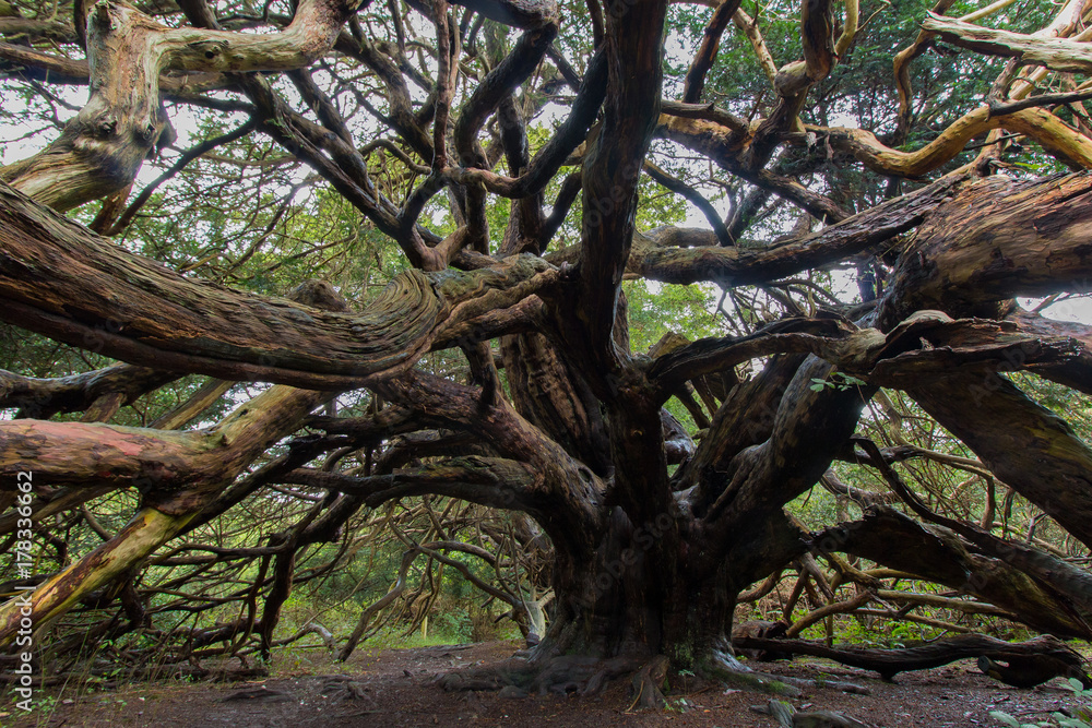Fototapeta premium Yew tree, Kingley Vale Sussex UK