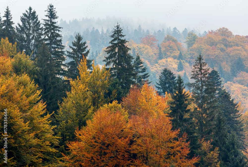 Autumn Carpathians (Ukraine). Autumn Carpathians (Ukraine).