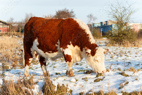 Big highland cattle of scotland searching for food in a park in the winter photo